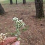 Teucrium polium花