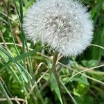 Taraxacum rubicundum Mbuma