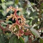 Miconia longicoma Floare