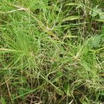 Agrostis canina Anders