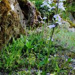 Veronica gentianoides Natur