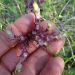 Fedia graciliflora Arall