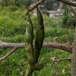 Erythrina edulis Vaisius