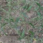 Atriplex patula Blad