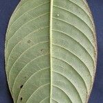 Psychotria pilosa Hoja