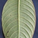 Psychotria pilosa Leaf