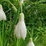 Galtonia candicans Blomst