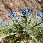 Cardopatium corymbosum Flower