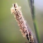 Carex cespitosa Kvet
