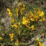 Genista salzmannii Altres