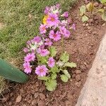 Primula malacoides Flower