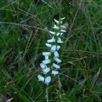 Spiranthes cernua Цвят