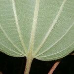 Miconia granatensis Leaf