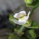 Chaenorhinum villosum Floro