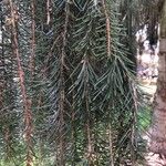 Picea breweriana Folha