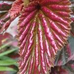 Begonia brevirimosa Leaf