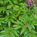 Millettia japonica Leaf