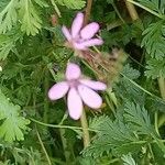 Erodium ciconium Flor