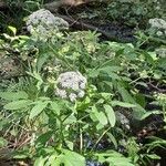 Sium latifolium Flower