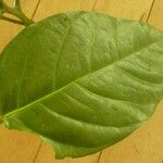 Ormosia coutinhoi Лист