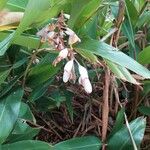 Alpinia zerumbet Цвят