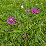 Centaurea nigrescens Habitus