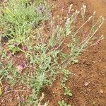 Gutenbergia rueppellii Hábito