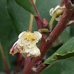 Laurus nobilis ফুল