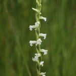 Spiranthes aestivalis Flower