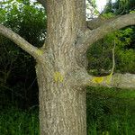 Juglans mandshurica Bark