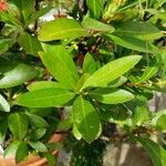 Augusta rivalis Leaf