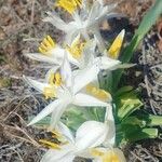 Leucocrinum montanum Flower