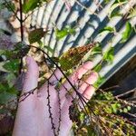 Verbena urticifolia Лист