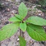Terminalia superba Hoja
