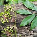 Guatteria dolichopoda Leaf