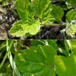 Veronica montana Leaf