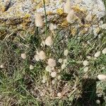 Lagurus ovatus Fleur