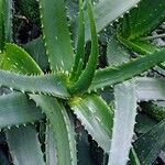 Aloe dawei Buveinė