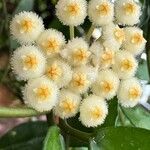 Hoya lacunosa Flor