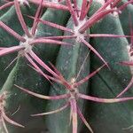 Ferocactus latispinus Blad