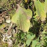 Tithonia tubaeformis Blatt