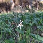 Narcissus serotinus Flower