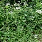 Oenanthe crocata 形態