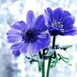 Anemone coronaria Kvet