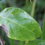 Mussaenda arcuata Folha