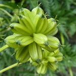 Molopospermum peleponnesiacum Fruit