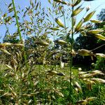 Avena sativa Flower