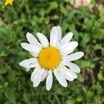 Leucanthemum vulgareКвітка