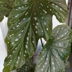 Begonia aconitifoliaLeaf