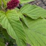 Amaranthus caudatus 葉